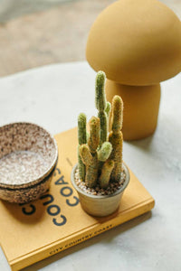 Abigail Ahern Cereus Cactus in Pot