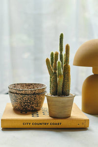 Abigail Ahern Cereus Cactus in Pot